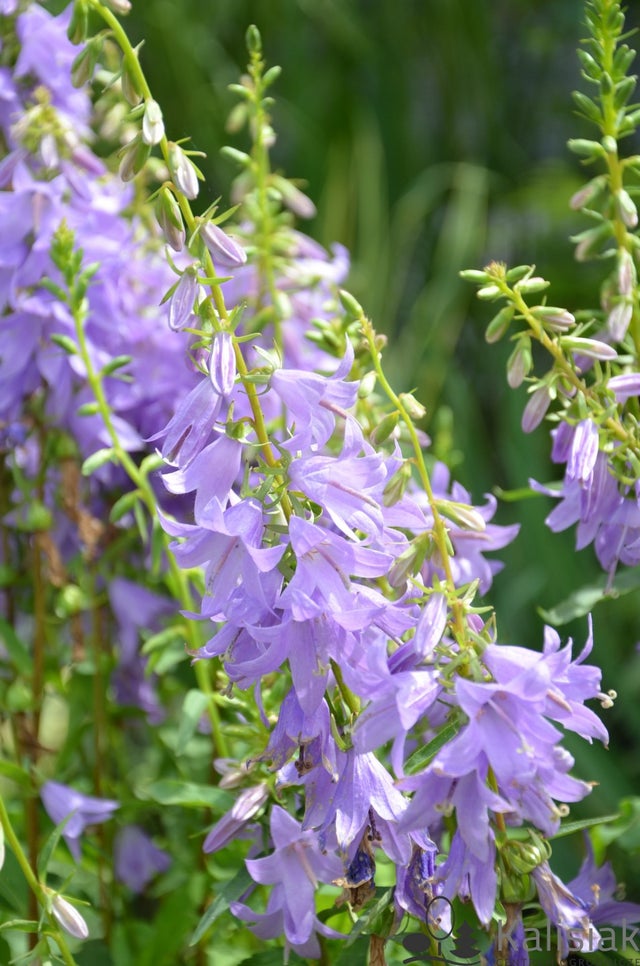 Flower Essences | Misty Meadows Herbal Center 183Wednesday Hill Rd